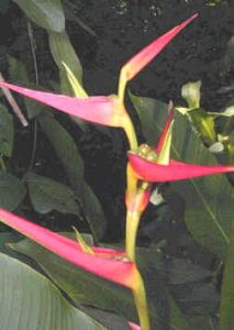 Graines Heliconia Latispatha Distans