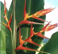Heliconia Vellosiana (Red and Yellow Heliconia)