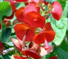 Holmskioldia Sanguinea (Chinese Hat Plant, Cup and Saucer Plant, Parasol Flower)