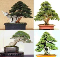 Juniperus Rigida (Temple Juniper)