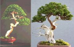 Juniperus Sabina (Savin Juniper)