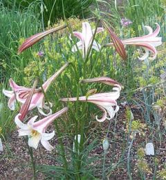 Lilium Formosanum Pricei (Lily)