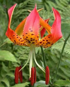 Lilium Superbum (Turk's-Cap Lily)
