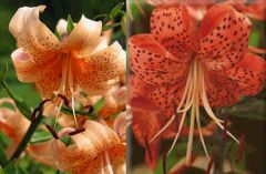 Lilium Tigrinum Hybrids Mix (Lillium Lancifolium)