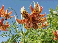 Lilium Canadense (Lily)