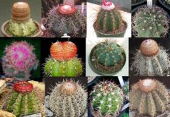 Melocactus Mix
