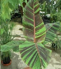 Musa Sikkimensis Manipur Red (Musa Red Flash)