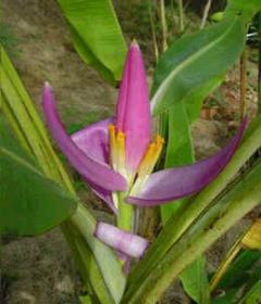 Musa Violacea (Violet Banana)