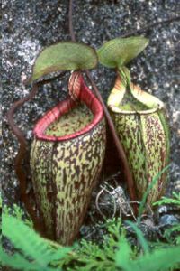 Nepenthes Macfarlanei