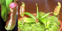 Nepenthes Mirabilis