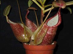 Nepenthes Rafflesiana