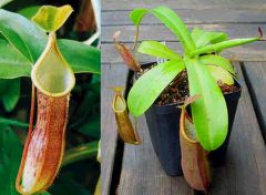 Nepenthes Sanguinea  (Nepenthes de Haute Altitude)