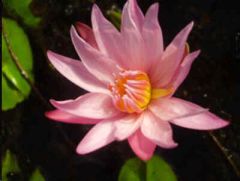 Nymphaea Capensis Pink (Cape Water Lily)