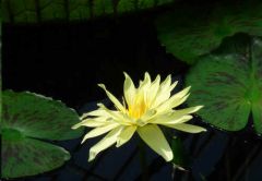 Nymphaea Eldorado (Yellow Lotus)