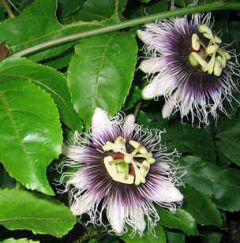 Passiflora Edulis Flavicarpa (Yellow Passion Fruit)