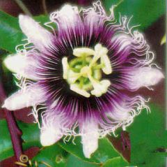 Passiflora Edulis Golden Giant