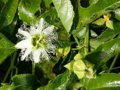 Passiflora Flavicarpa (Yellow Passion Fruit)