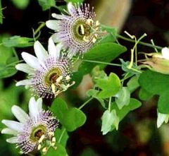 Passiflora Gilbertii (Passion Fruit, Passion Flower)