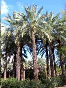 Phoenix Dactylifera (Date Palm)