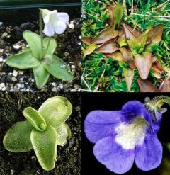 Pinguicula Balcanica (Butterwort)