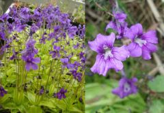 Pinguicula Grandiflora (European Butterwort)