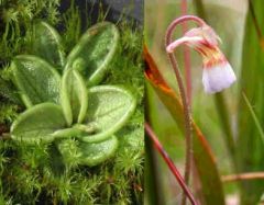 Pinguicula Lusitanica