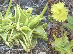 Pinguicula Lutea (Yellow Butterwort)