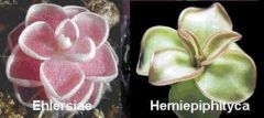 Graines Pinguicula (Mélange de Pinguicula Mexicaines)