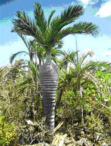 Pseudophoenix Ekmanii (Pseudophoenix)