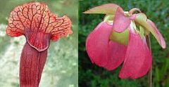 Sarracenia Flava x Sarracenia Purpurea Venosa