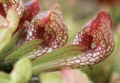 Sarracenia Psittacina (Parrot Pitcher Plant)