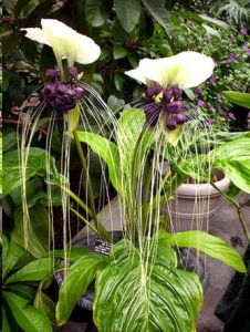 Tacca Integrifolia Nivea (White Bat Flower, Cat's Wiskers)