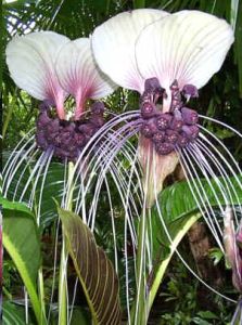 Tacca Integrifolia (Purple Bat Flower, Cat's Wiskers)