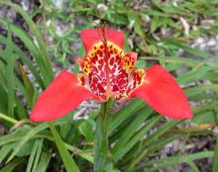 Tigridia Pavonia (Tiger Flower)