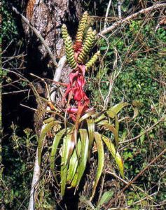 Tillandsia Kalmbacheri (Bromeliad)