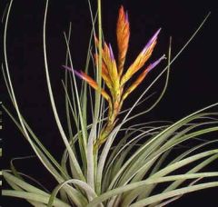 Tillandsia Polita (Epiphytic Plants)