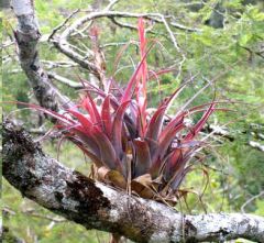 Tillandsia Polystachia (Epiphytic Bromeliaceae)