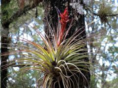 Tillandsia Rotundata (Epiphytic Bromeliad)