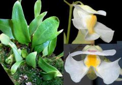 Utricularia Alpina (Alpine Bladderworts)