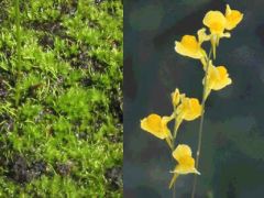 Utricularia Juncea (Southern Bladderwort)