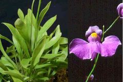 Utricularia Longifolia