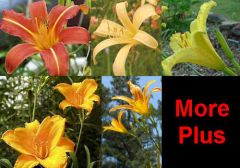 Daylily Diploid Seeds Hybrids Mix (Fine Daylilies Seeds Mix)