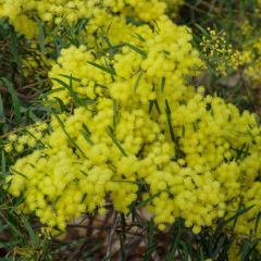 Acacia Fimbriata (Fringed Wattle)