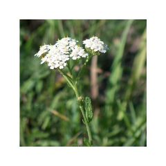 White Yarrow (Achillea millefolium)
