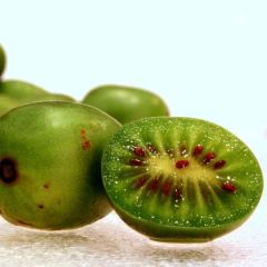 Hardy Kiwi (Actinidia arguta)