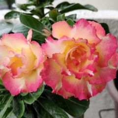 Adenium Obesum Chameleon