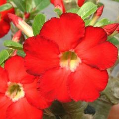 Adenium Dark Forest Seeds (Adenium Obesum Seeds)