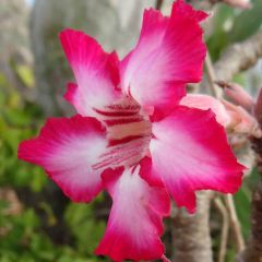 Adenium Multiflorum Seeds (Impala Lily Seeds)