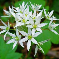 Ramsons Seeds