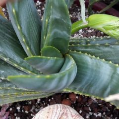 Aloe Argyrostachys Seeds